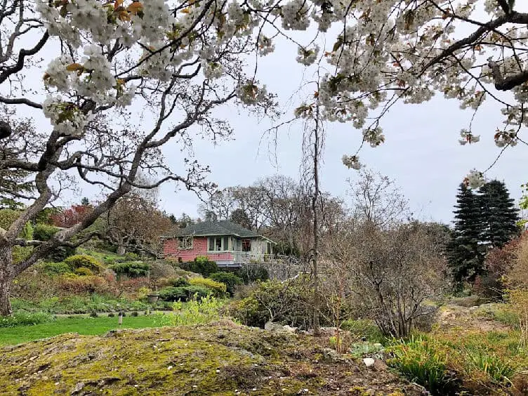 cherry blossoms in view of Abkhazi garden