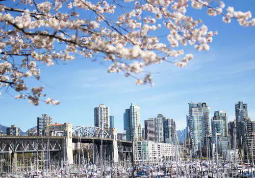 vancouver skyline with white cherry blossoms