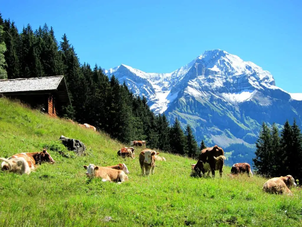cows in alpine grass in adelboden