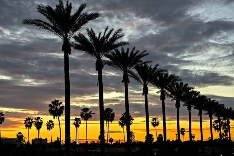 Anaheim palm trees at sunset