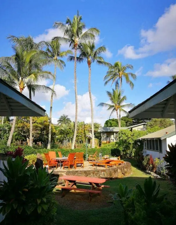 palm trees on kauai