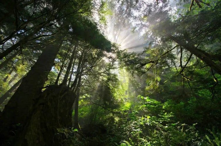 Forest bathing in Vancouver is easy and accessible to health conscious travellers. All you need is a pair of walking shoes and desire to get back to nature.