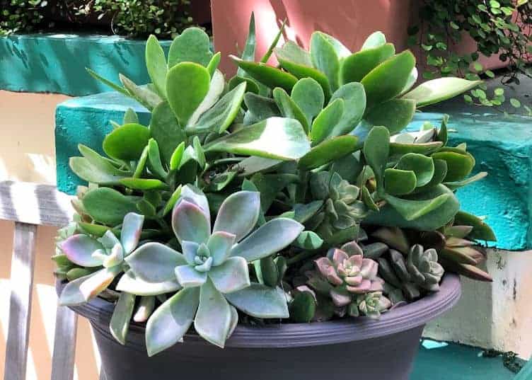 succulent pot on table in tempe