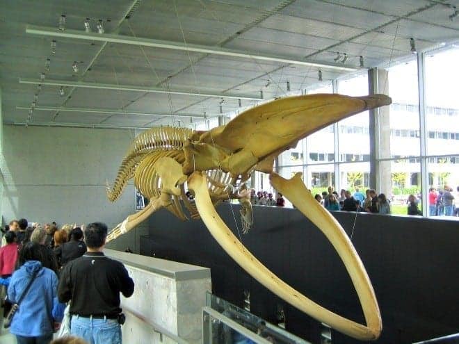 The Beaty Biodiversity Museum has opened at the University of British Columbia in Vancouver. It includes not only a whale, but a whale of a tale. (via thetravellingmom.ca)
