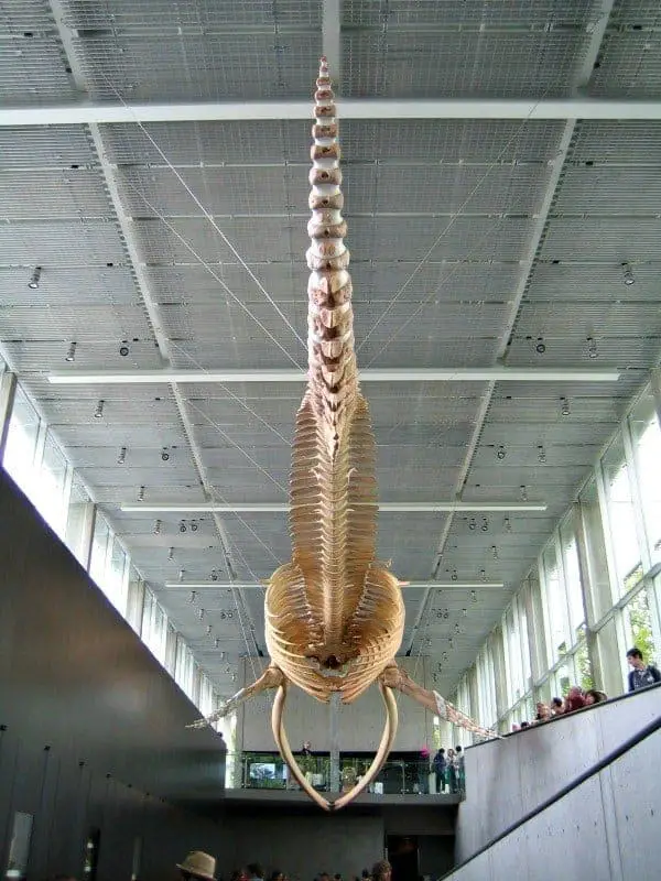 The Beaty Biodiversity Museum has opened at the University of British Columbia in Vancouver. It includes not only a whale, but a whale of a tale. (via thetravellingmom.ca)