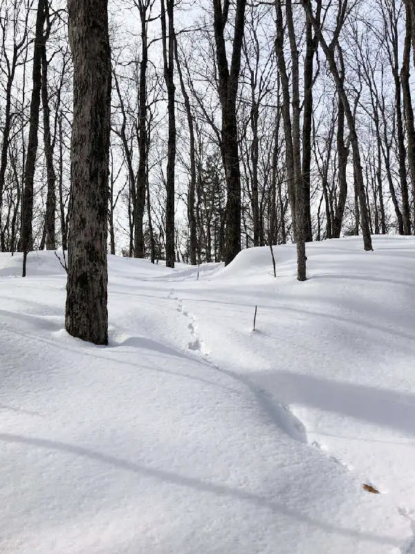 animal tracks in snow in quebec in winter