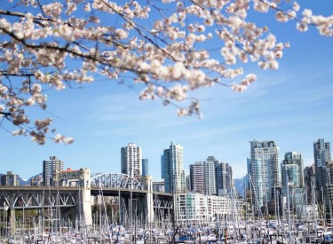 vancouver skyline with white cherry blossoms