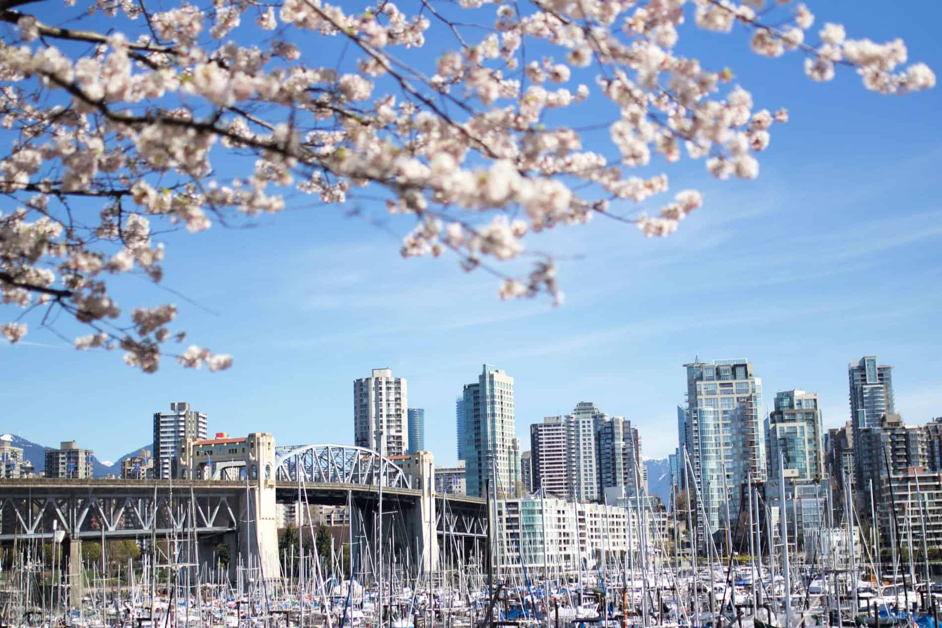 How to enjoy Vancouver’s Cherry Blossom Season Claudia Travels