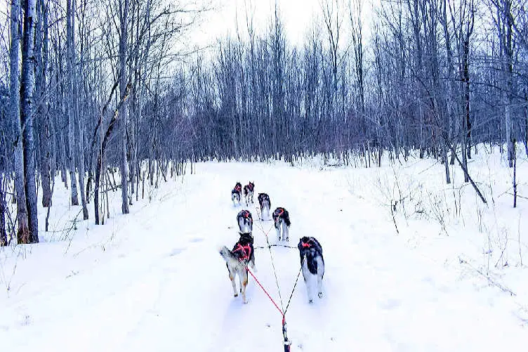 dog sledding in quebec in winter