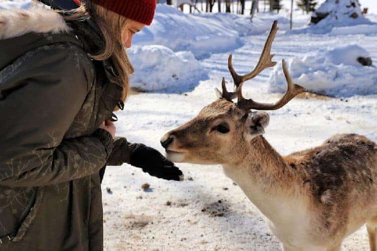 woman feeding deer at parc omega