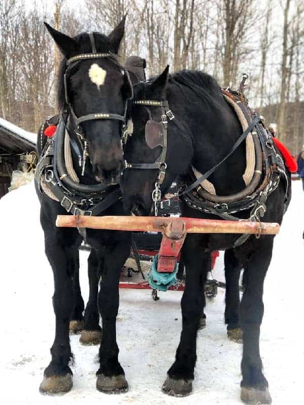 two horses pulling sleigh in quebec in winter