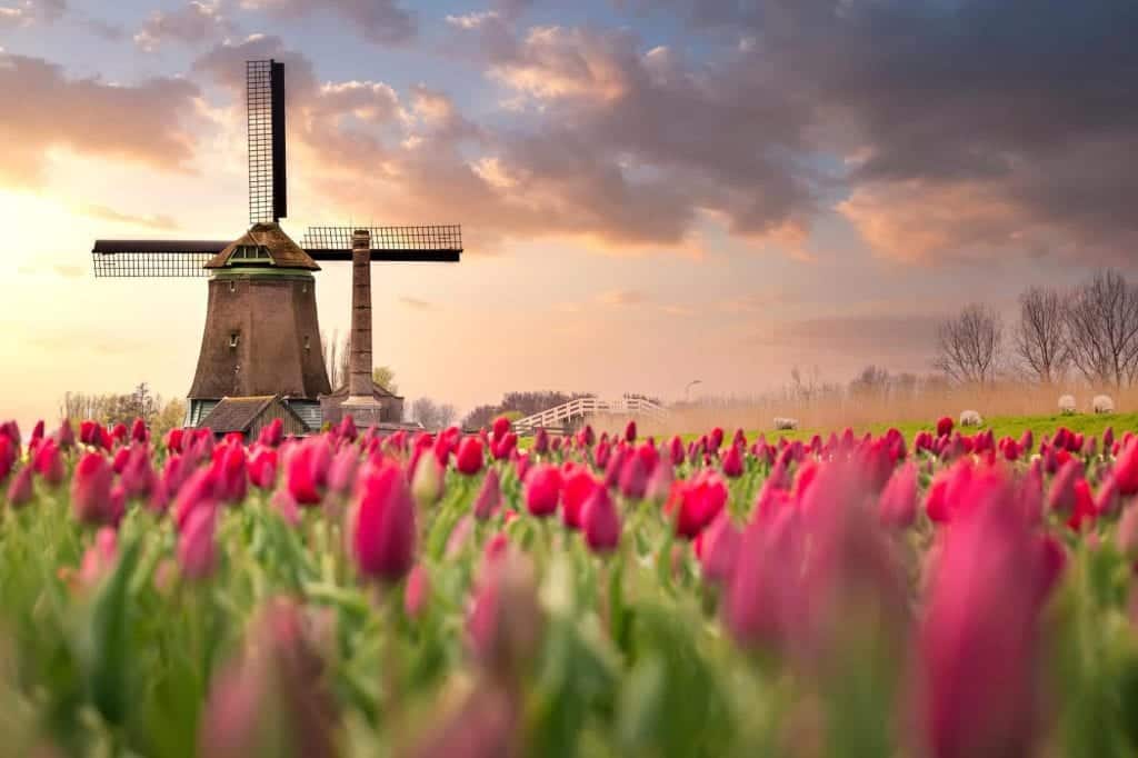 dutch windmill in pink tulip field