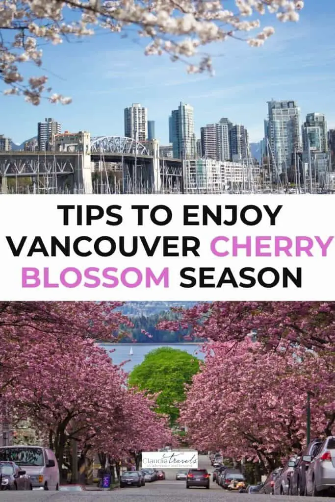 vancouver city skyline with cherry blossoms