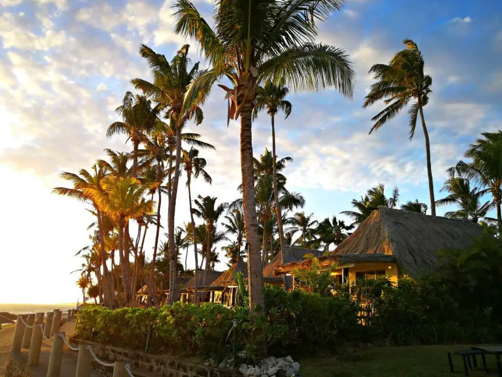 palm trees in sunset in fiji
