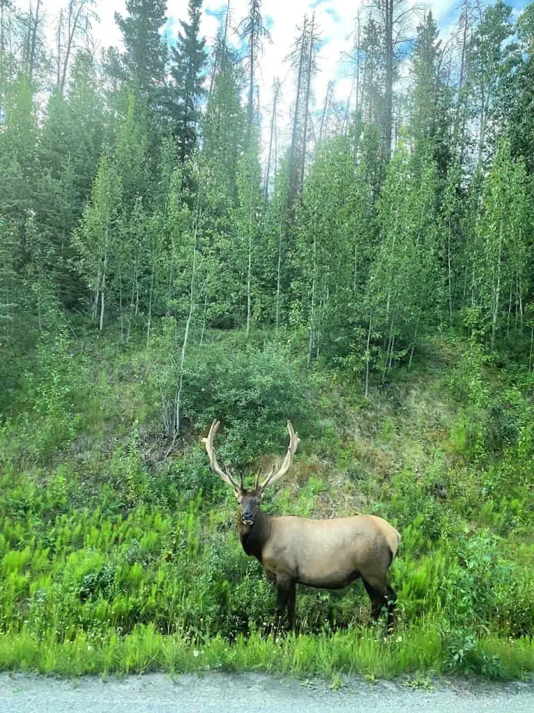 prince of the forest elk in jasper