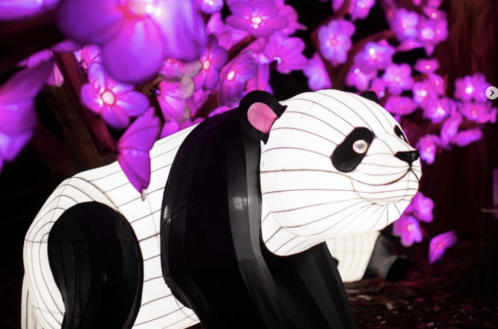 illuminate panda bear at wild lanterns at the woodland park zoo seattle
