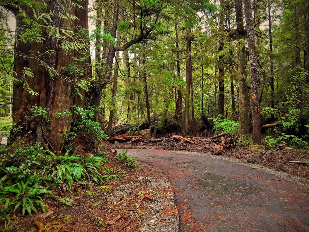 tofino pathway through forest