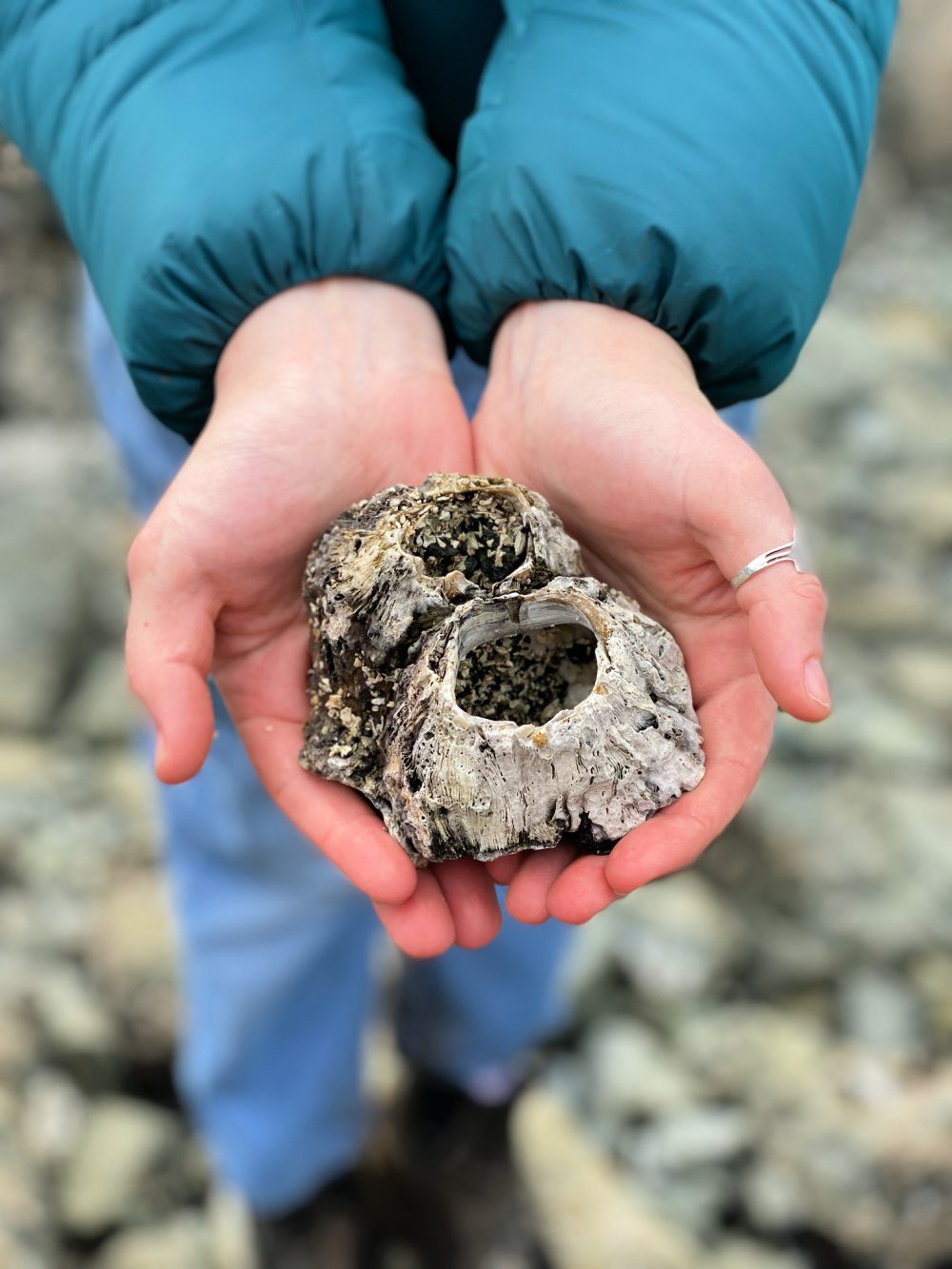 hands holding giant barnacles at outer shores lodge