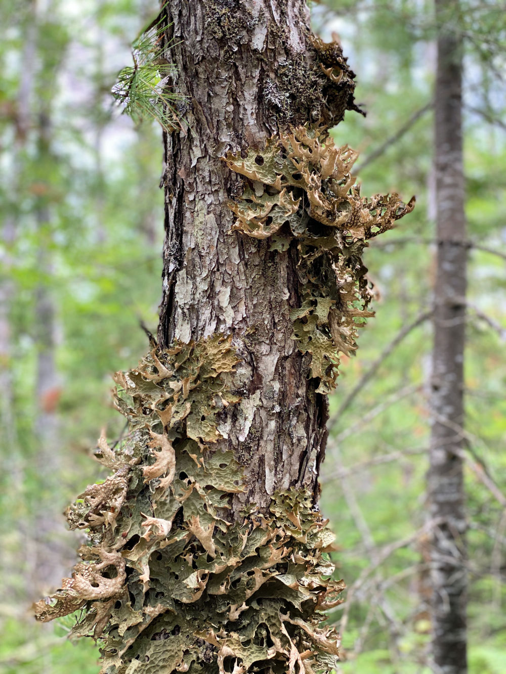 lichen growing on keji hemlock tree