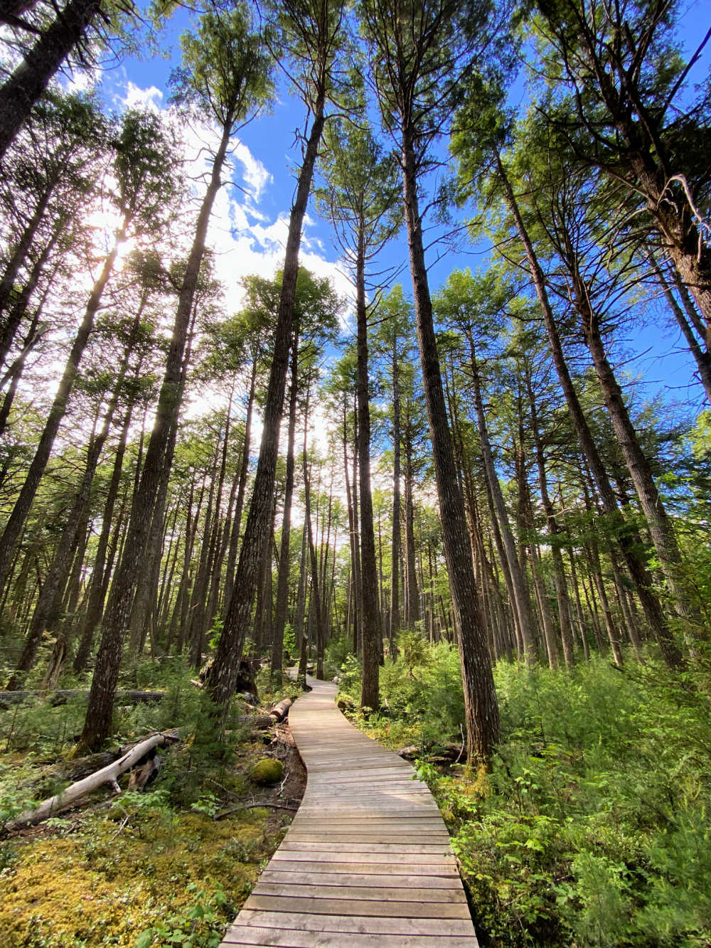 boardwalk through keji hemlock forest