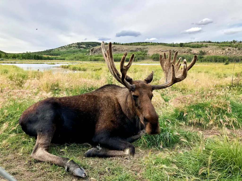 iconic brown moose in the yukon