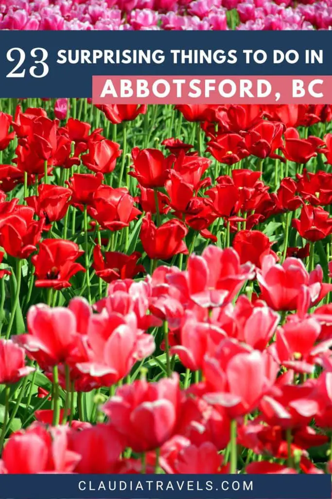 From tiptoeing through the tulips to feasting on curated brunch and unicorn cakes, we're sharing 23 surprising things to do in Abbotsford, British Columbia, Canada. Number 6 is our favorite thing to do when we visit! #abbotsford #britishcolumbia #explorebc #thingstodoinabbotsford #wheretoeatinabbotsford