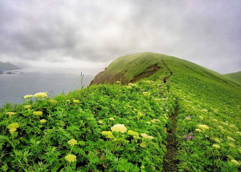 flowers on rebun island