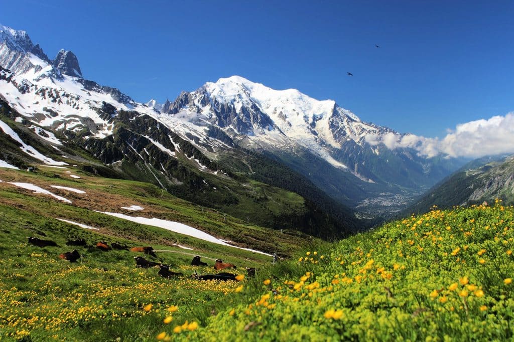 mont blanc in summer with green meadows in front