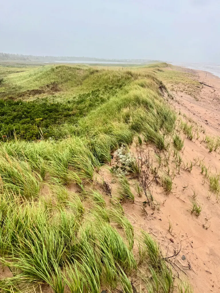 dunes of Cavendish beach pei
